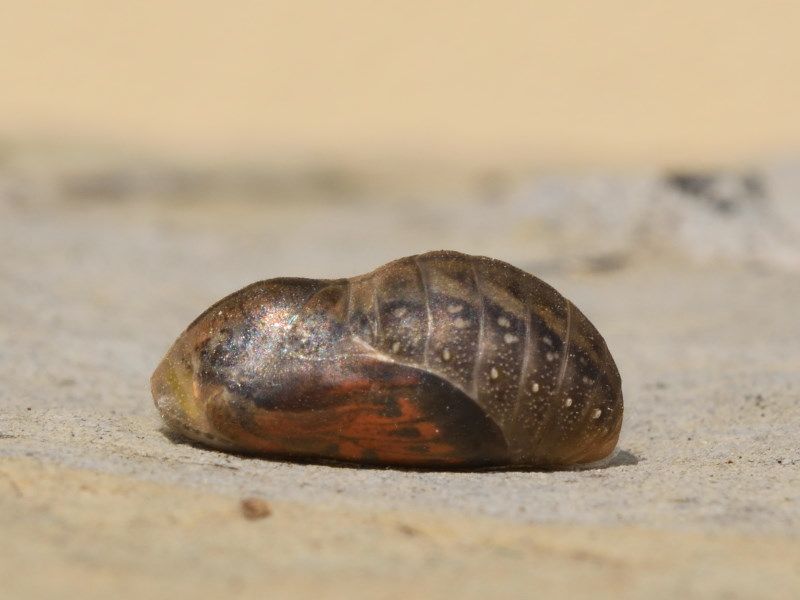 Sorpresa di (quasi) Pasqua: Lycaena dispar, Lycaenidae